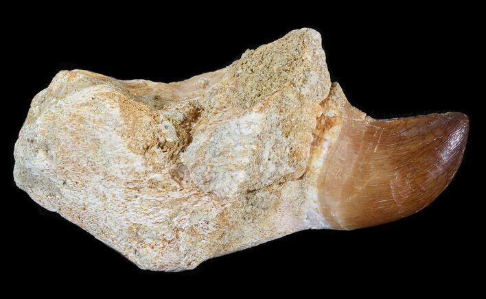Bargain, Rooted Mosasaur (Halisaurus?) Tooth #43186